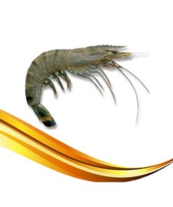 black tiger prawn hoso