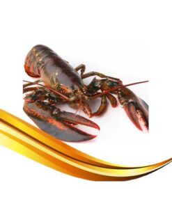 boston lobster