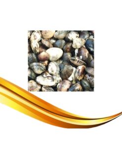 live clam