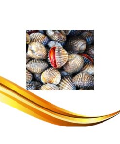 live cockle
