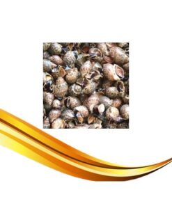 live snail