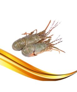 local lobster