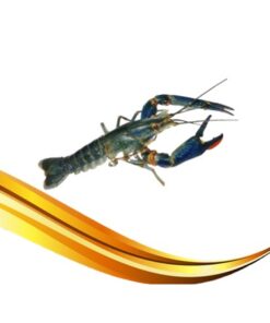 mini lobster