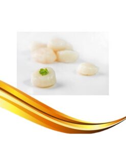 scallop