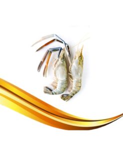 scampi